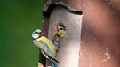 Blaumeise füttert einen Jungvogel in einem Nistkasten | Bild: mauritius images